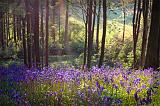 Portglenone bluebells 